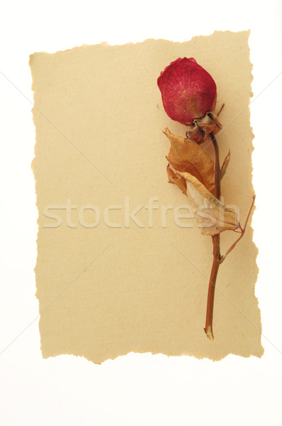 Klasszikus szeretet üzenet száraz rózsa grunge Stock fotó © johnnychaos