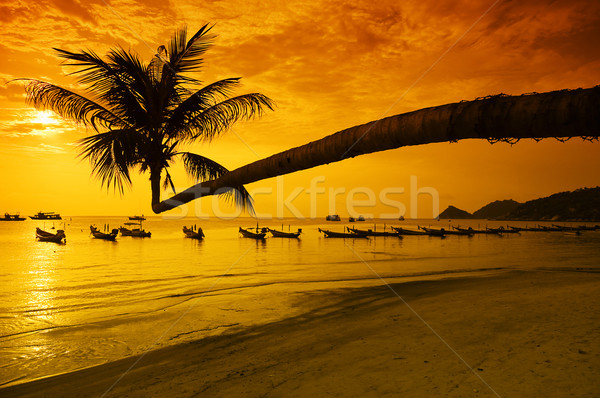 Sunset with palm and boats on tropical beach Stock photo © johnnychaos