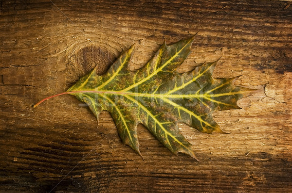 autumn leaf over old board Stock photo © johnnychaos