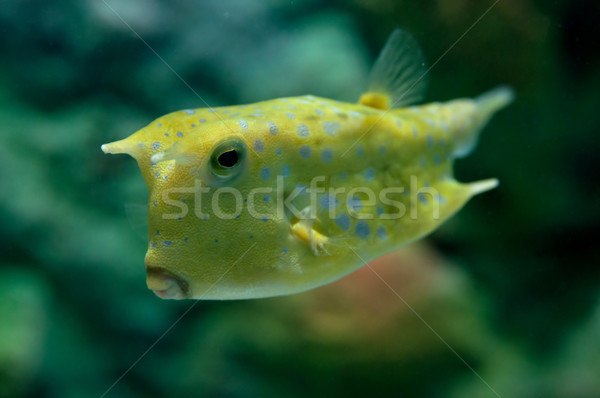 Tropical fish Stock photo © johnnychaos