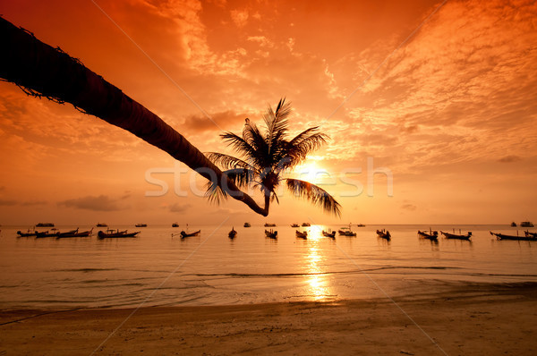 Zonsondergang palm boten tropisch strand eiland Thailand Stockfoto © johnnychaos