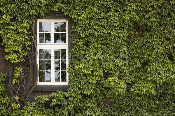 Ventana hiedra verde cubierto pared edificio Foto stock © johnnychaos