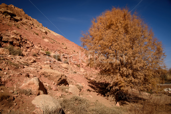 Scénique paysage atlas montagnes Maroc [[stock_photo]] © johnnychaos