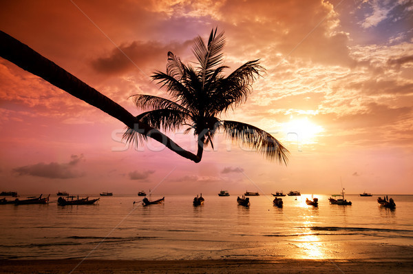 Sunset with palm and boats on tropical beach Stock photo © johnnychaos