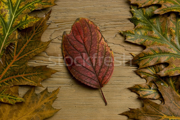 Automne feuille vieux bord arbre bois [[stock_photo]] © johnnychaos