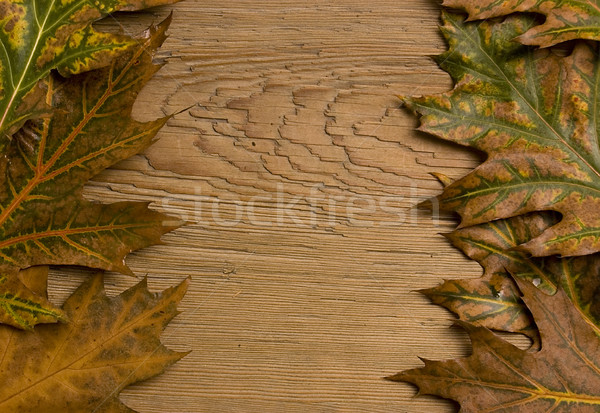 autumn frame Stock photo © johnnychaos
