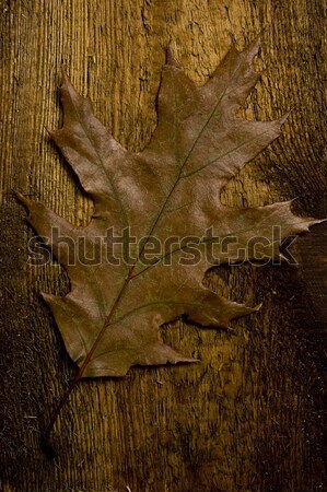 Automne feuille vieux bord arbre bois [[stock_photo]] © johnnychaos