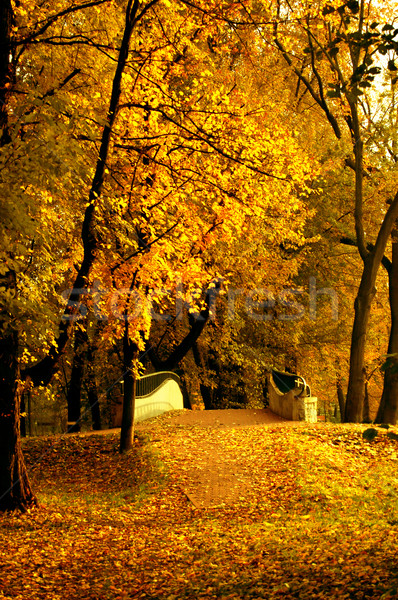 Herbstlaub golden Herbst Holz Wald Hintergrund Stock foto © johnnychaos
