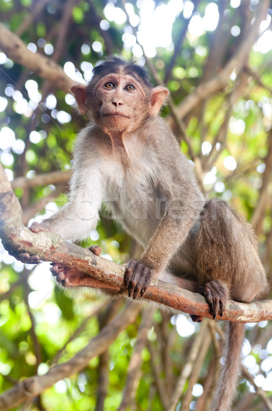 Rhesus Macaque - Macaca mulatta Stock photo © johnnychaos