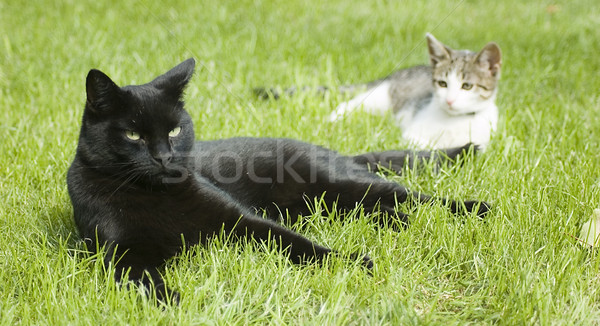 Blanco negro dos gatos gato jardín verde Foto stock © johnnychaos