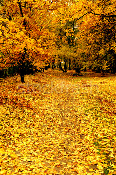 Foto stock: Hojas · de · otoño · dorado · otono · madera · forestales · fondo