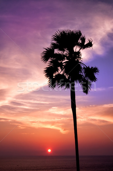 Puesta de sol palma isla Tailandia árbol nubes Foto stock © johnnychaos