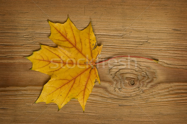 Otono hoja edad bordo textura árbol Foto stock © johnnychaos