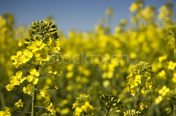 canola field Stock photo © johnnychaos