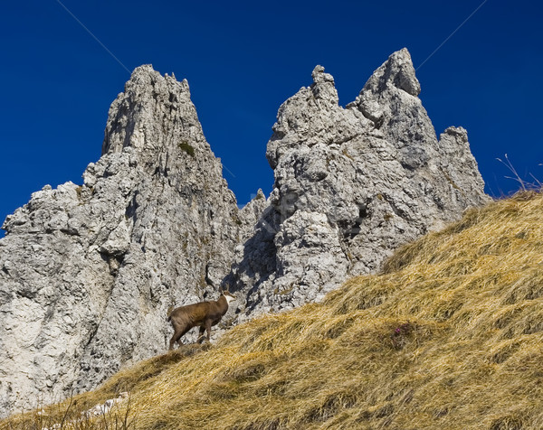 Gamuza alpes frescos montana paisaje naturaleza Foto stock © johny007pan