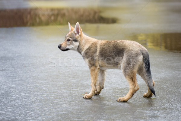 Cute Wolf jungen Natur Foto Stock foto © Johny87