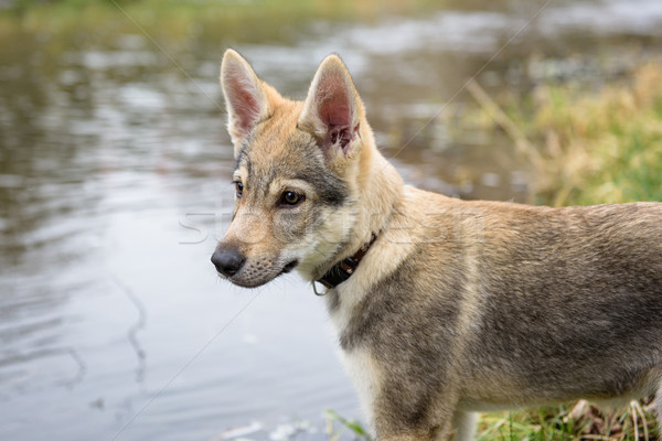 Cute Czechoslovakian wolf Stock photo © Johny87