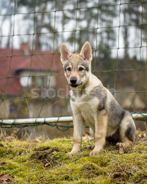 Cute Wolf jungen Natur Foto Stock foto © Johny87