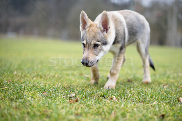 Cute loup jeunes sauvage nature photo Photo stock © Johny87