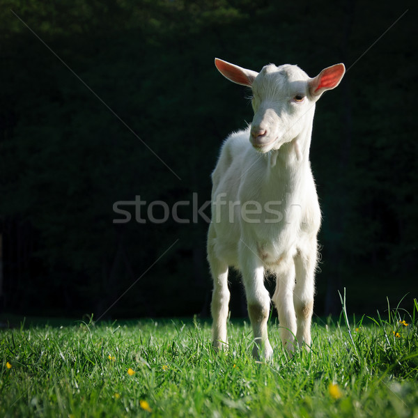 Koza zielona trawa mały biały świeże wiosną Zdjęcia stock © Johny87