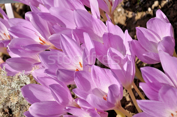 Fioletowy łące szafran ogród botaniczny charakter ogród Zdjęcia stock © Johny87