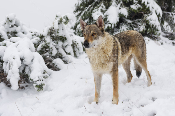 Wolf in fresh snow Stock photo © Johny87