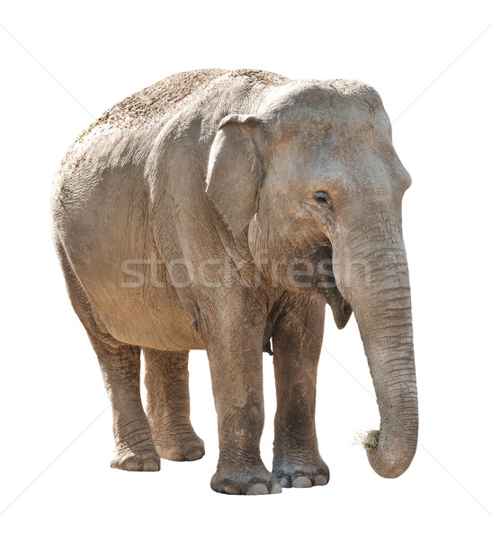 Olifant asian vrouwelijke geïsoleerd witte dier Stockfoto © Johny87