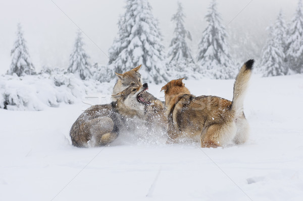 Wolf vers sneeuw bergen hout berg Stockfoto © Johny87