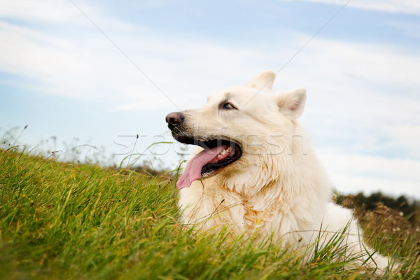 Stock photo: lying dog