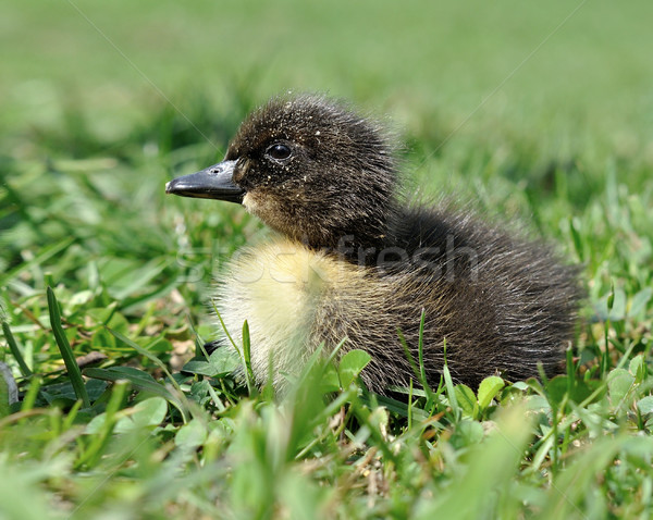 Freshly hatched duck Stock photo © Johny87