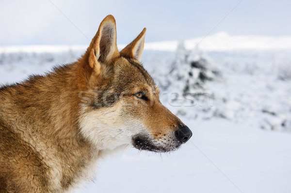 Wolf sneeuw vers bergen boom bos Stockfoto © Johny87