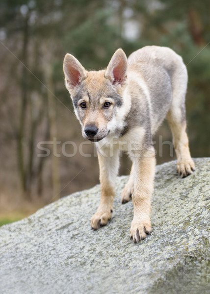 Cute Wolf jungen Natur Foto Stock foto © Johny87