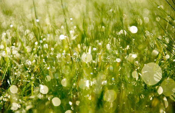 Mattina rugiada erba gocce luminoso Foto d'archivio © Johny87