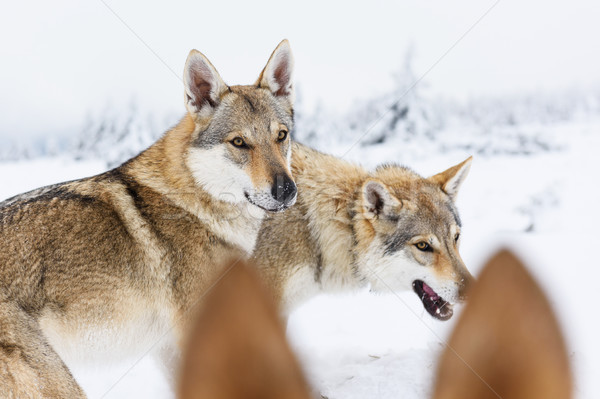 Wolf vers sneeuw bergen hout berg Stockfoto © Johny87