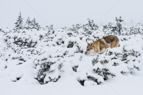 Stockfoto: Wolf · sneeuw · vers · bergen · boom · bos