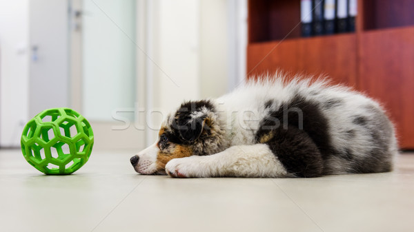 Foto stock: Bonitinho · pequeno · cão · triste · australiano · pastor