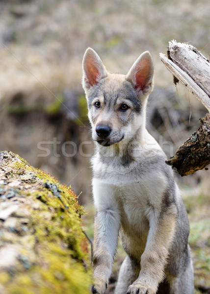 Cute Czechoslovakian wolf Stock photo © Johny87