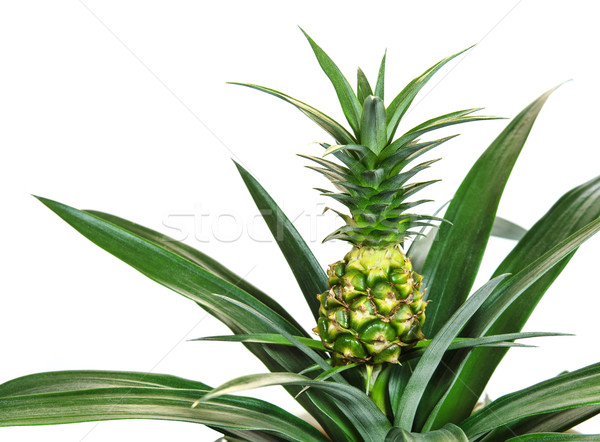 Baby ananas gezonde geïsoleerd witte blad Stockfoto © Johny87