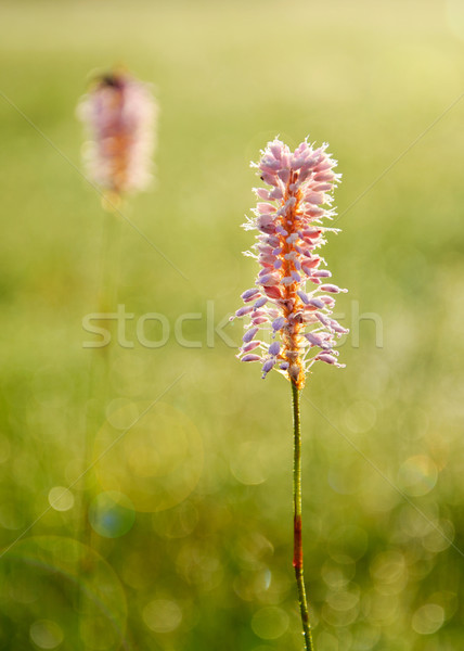 Ochtend dauw gras druppels heldere Stockfoto © Johny87