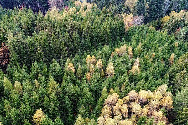 Aerial view of forest Stock photo © Johny87