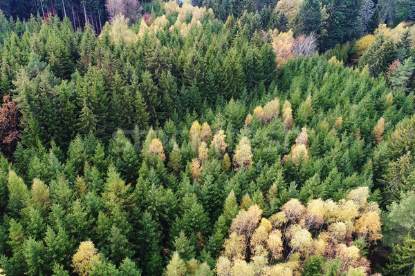 Luchtfoto bos pijnboom natuur achtergrond Stockfoto © Johny87