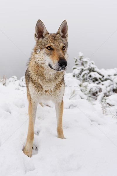Wilk świeże śniegu góry drewna górskich Zdjęcia stock © Johny87