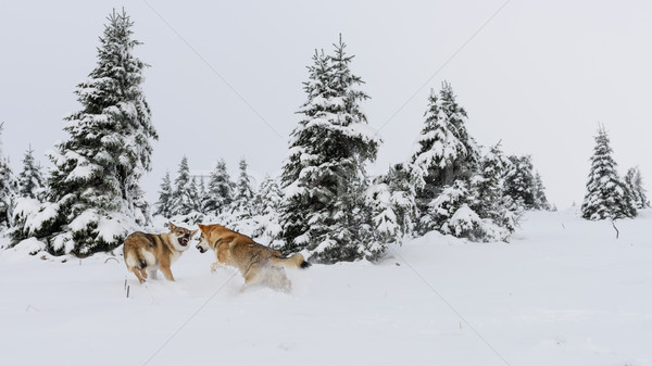 Wilk świeże śniegu góry drewna górskich Zdjęcia stock © Johny87