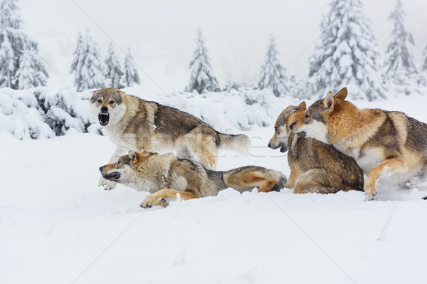 Wolf vers sneeuw bergen hout berg Stockfoto © Johny87