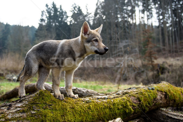 Cute Czechoslovakian wolf Stock photo © Johny87