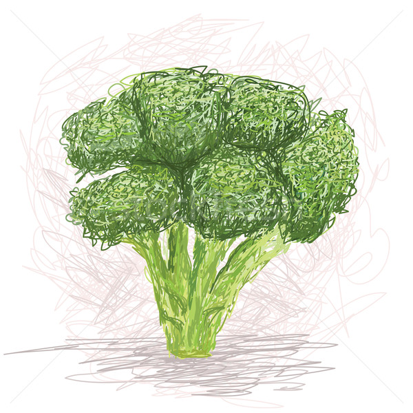 Broccoli illustratie vers plantaardige natuur Stockfoto © jomaplaon