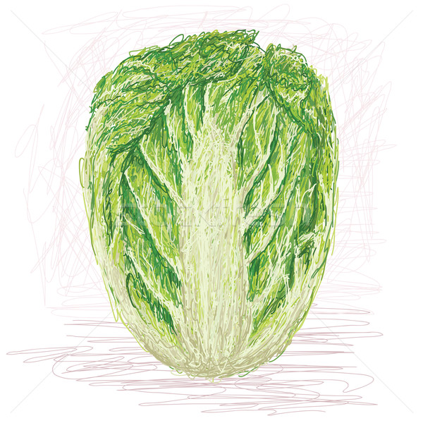 napa cabbage Stock photo © jomaplaon