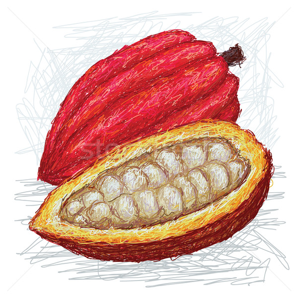 Cacao vaina primer plano ilustración todo Foto stock © jomaplaon