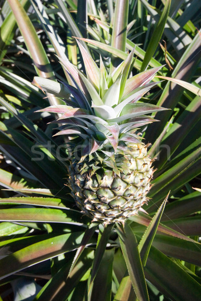 Ananas bahçe Tayland meyve yaz yeşil Stok fotoğraf © jomphong