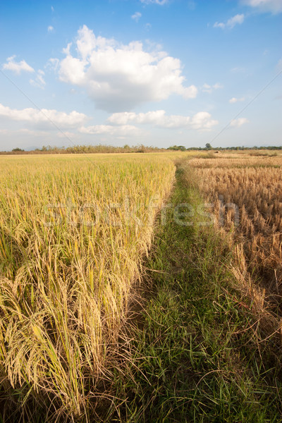 Rice field  Stock photo © jomphong